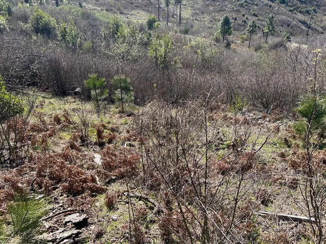 a view of a dry field with green space