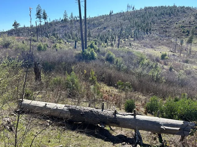 a bench sitting in middle of forest