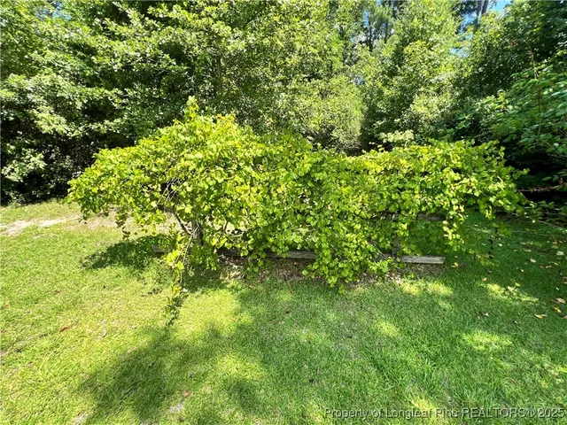 a view of a lush green forest
