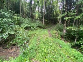 Polemic Run Road Sutton, WV 26601 - Photo 10 of 29 Gallery Image 10