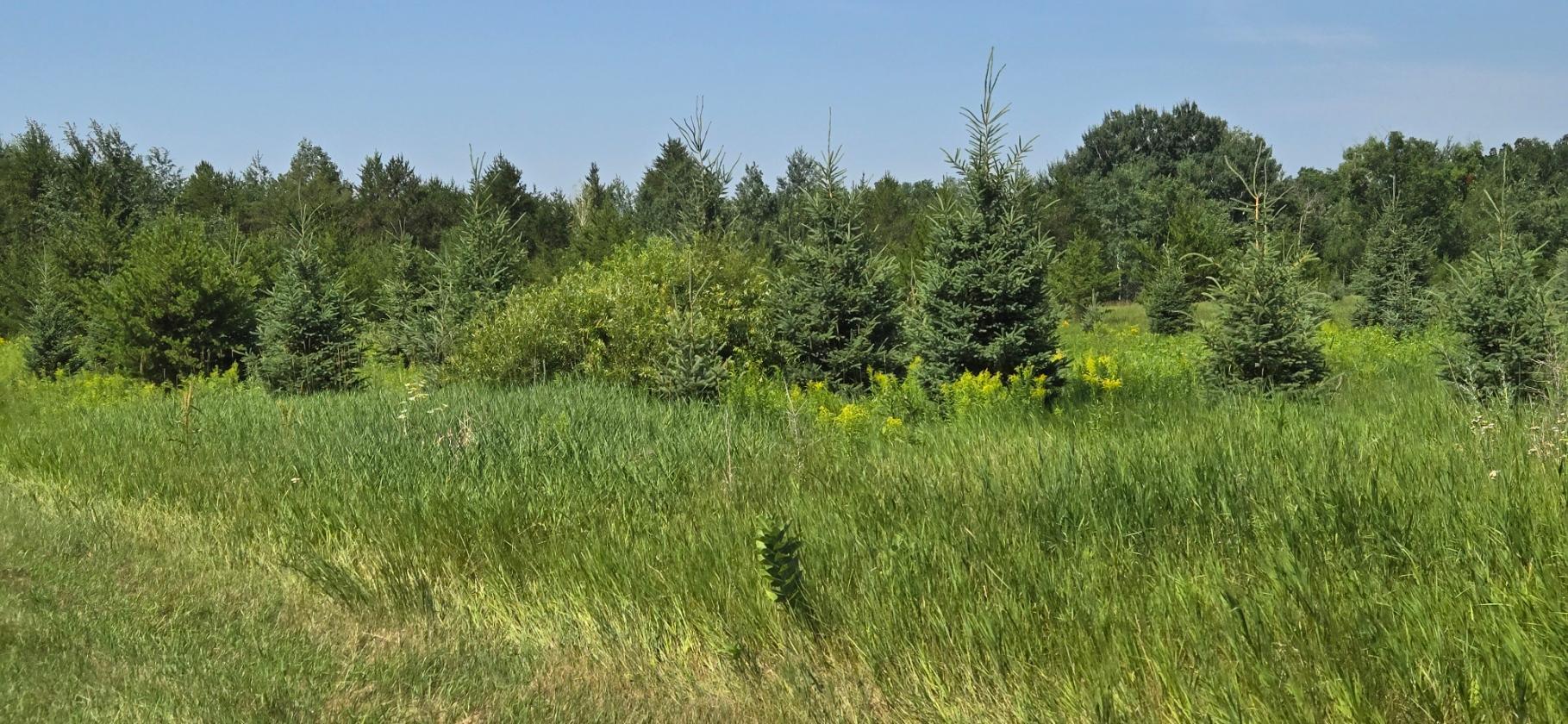 7 County Road 7 Verndale, MN 56481 - Photo 8 of 16 Gallery Image 8