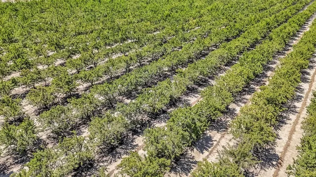 a view of a lush green forest