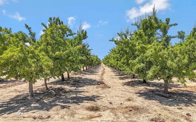 a view of a yard with plants and trees