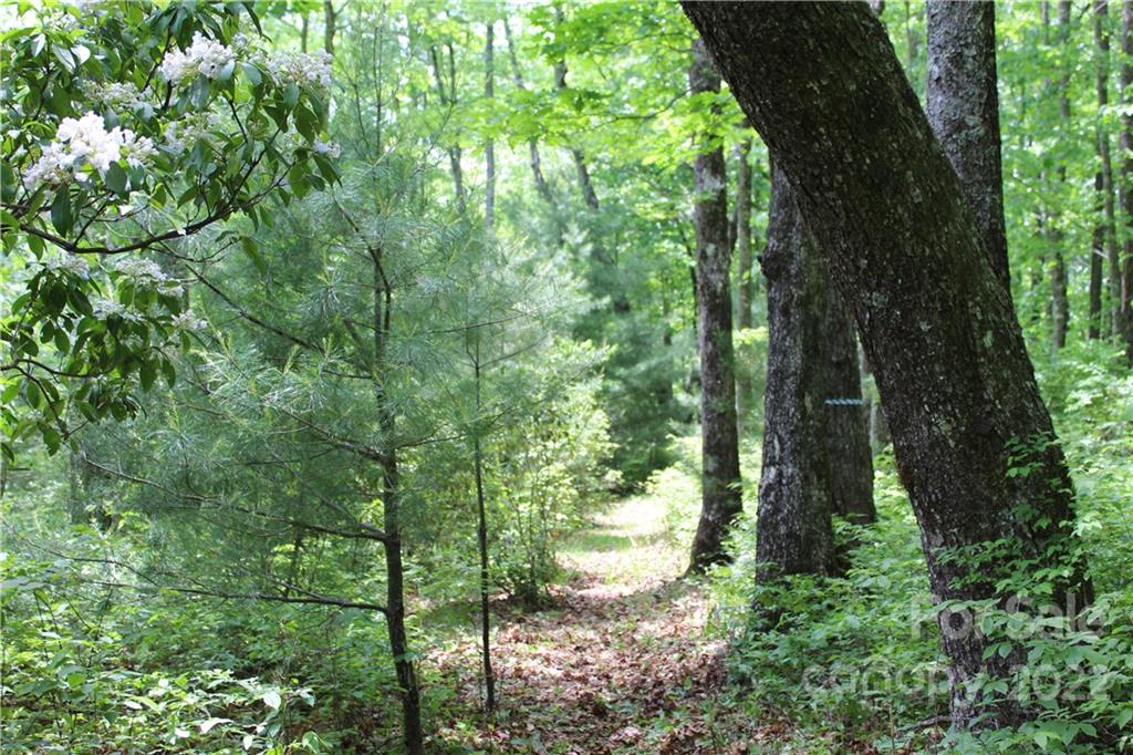 16 Big Branch Road, Unit 16 Brevard, NC 28712 - Photo 2 of 15 Gallery Image 2