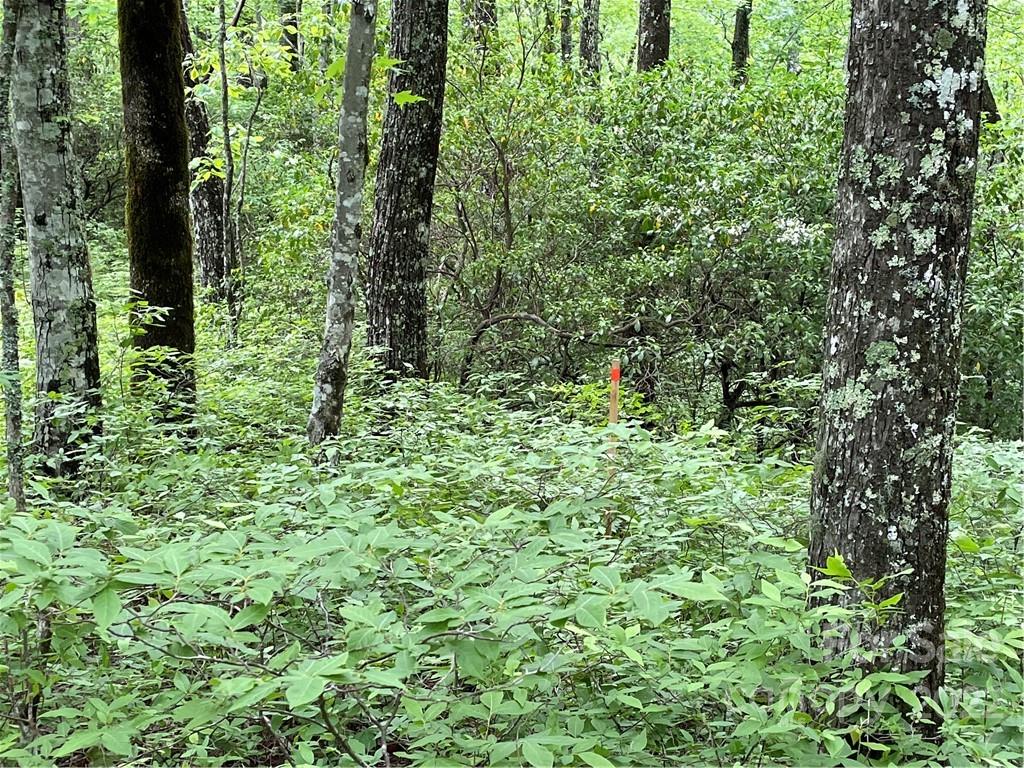 16 Big Branch Road, Unit 16 Brevard, NC 28712 - Photo 7 of 15 Gallery Image 7