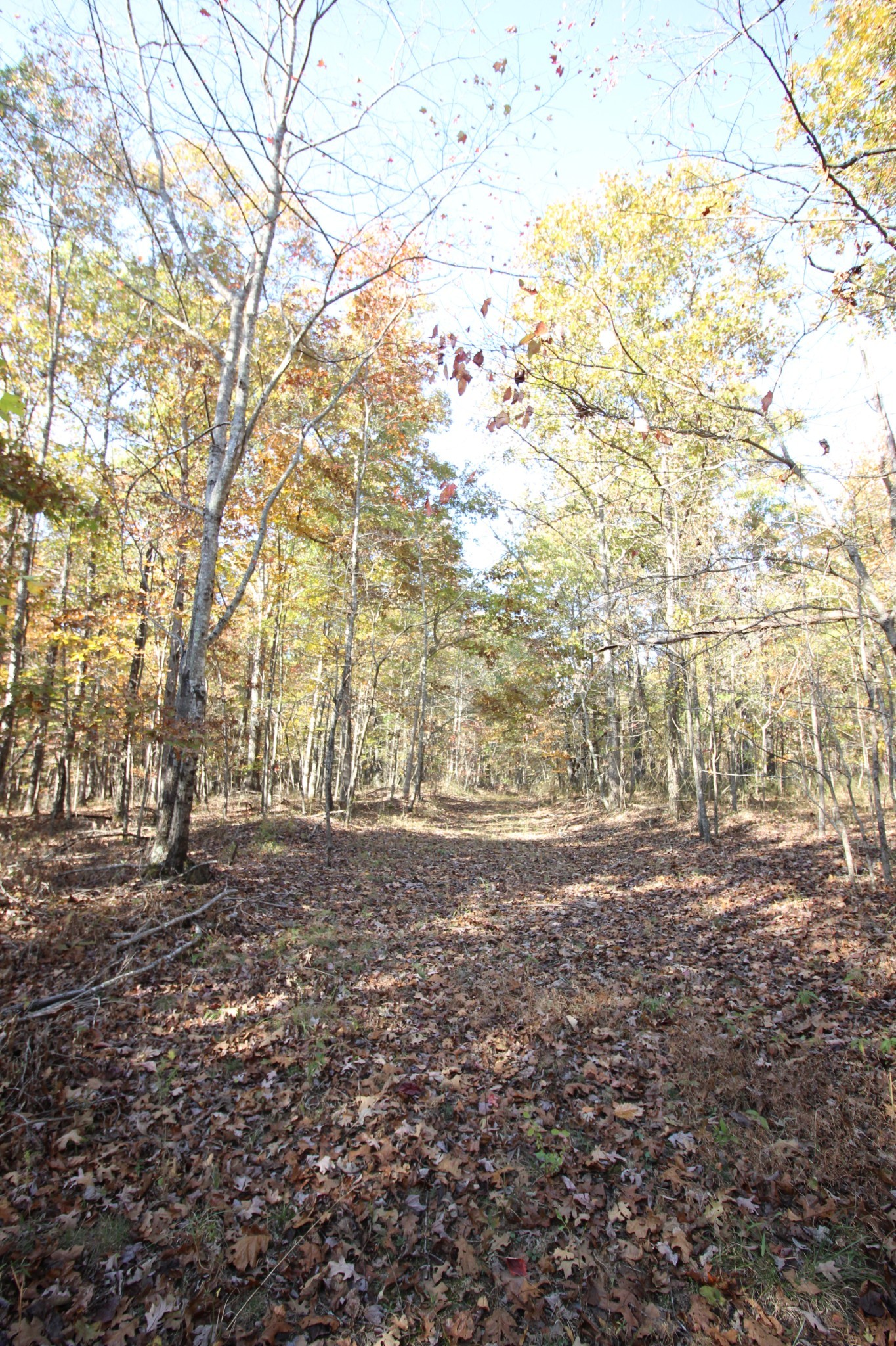 0 Cooleys Rift Monteagle, TN 37356 - Photo 8 of 16 Gallery Image 8