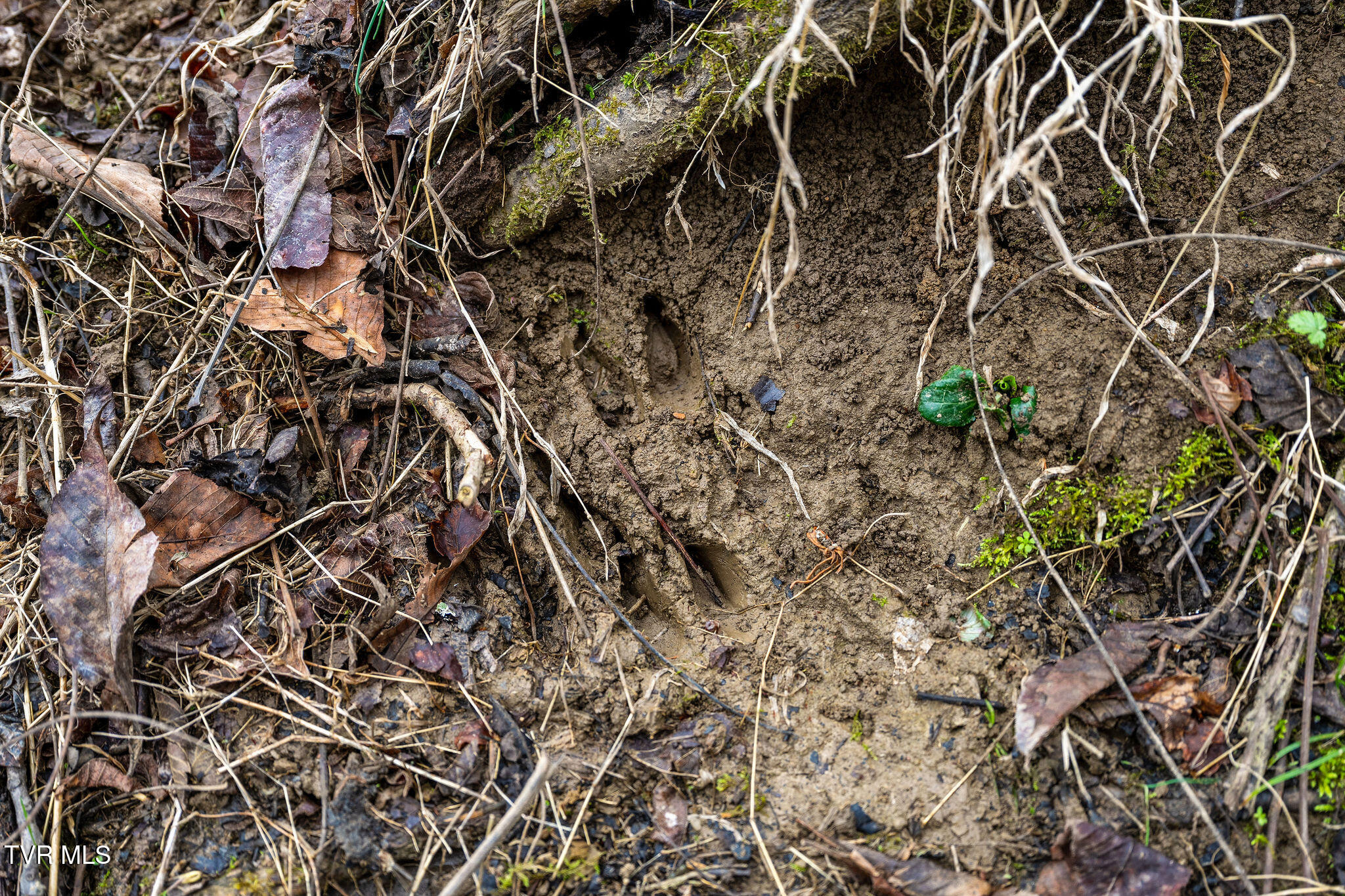 Tbd Piney Flats Road Watauga, TN 37694 - Photo 50 of 60 DSC07407
