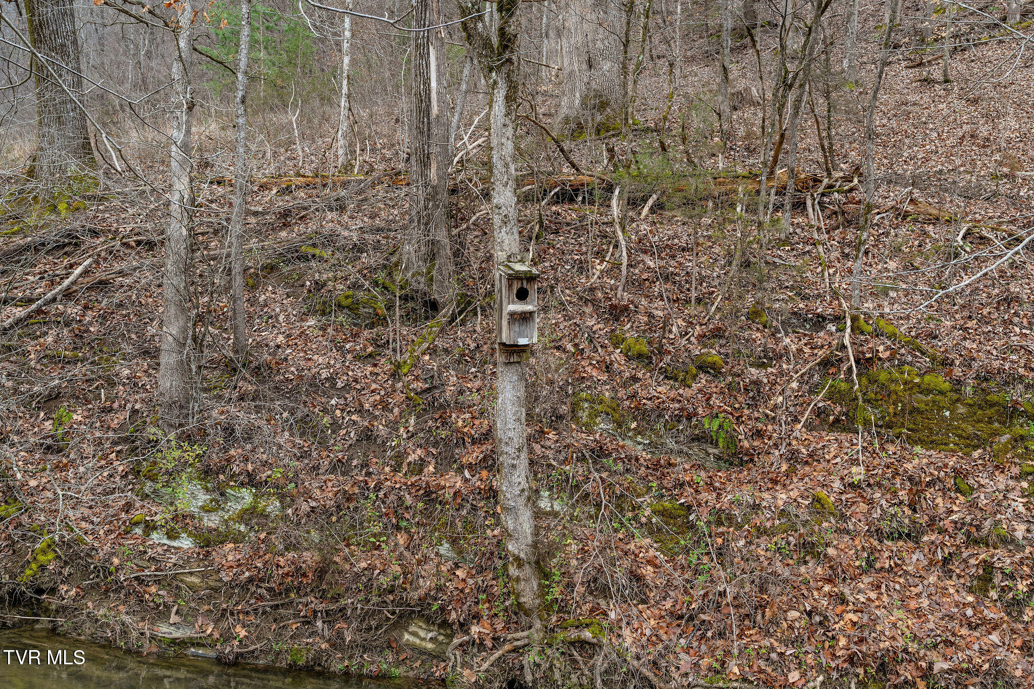 Tbd Piney Flats Road Watauga, TN 37694 - Photo 51 of 60 DSC07398