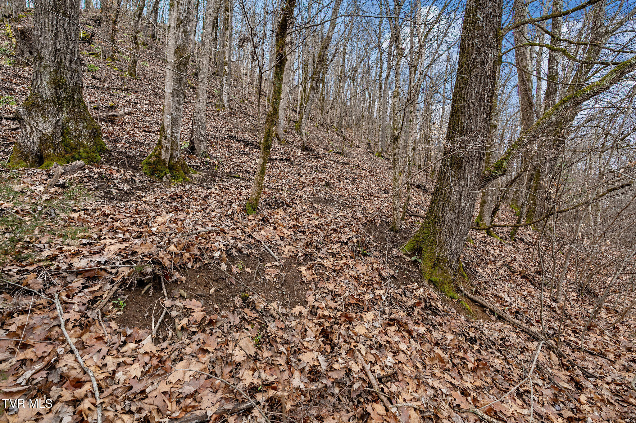 Tbd Piney Flats Road Watauga, TN 37694 - Photo 53 of 60 DSC07412