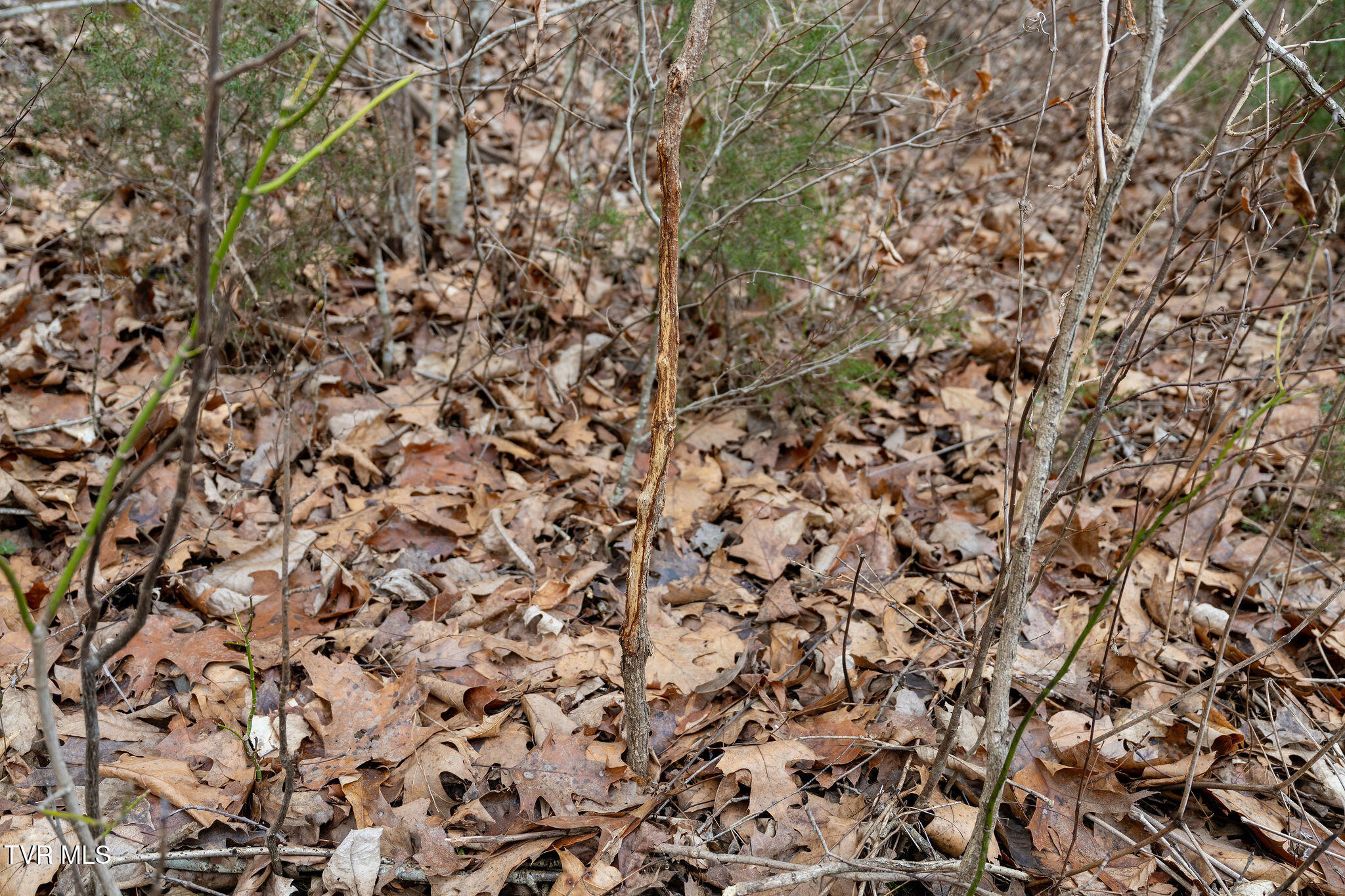 Tbd Piney Flats Road Watauga, TN 37694 - Photo 54 of 60 DSC07413