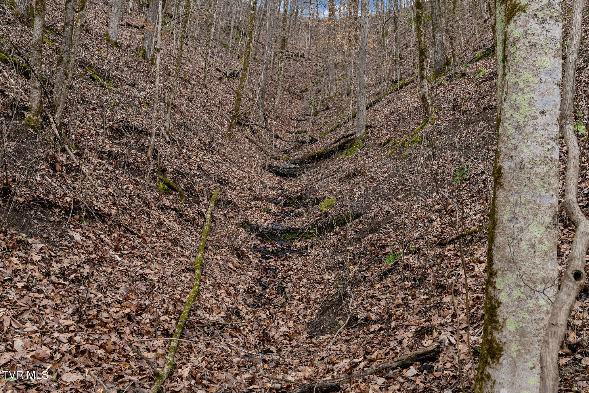 Tbd Piney Flats Road Watauga, TN 37694 - Photo 58 of 60 DSC07417