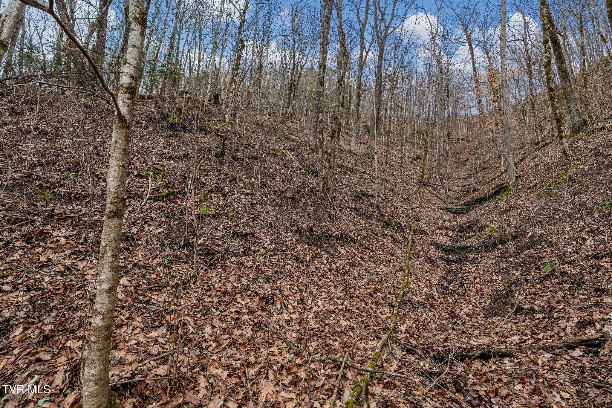 Tbd Piney Flats Road Watauga, TN 37694 - Photo 59 of 60 DSC07418
