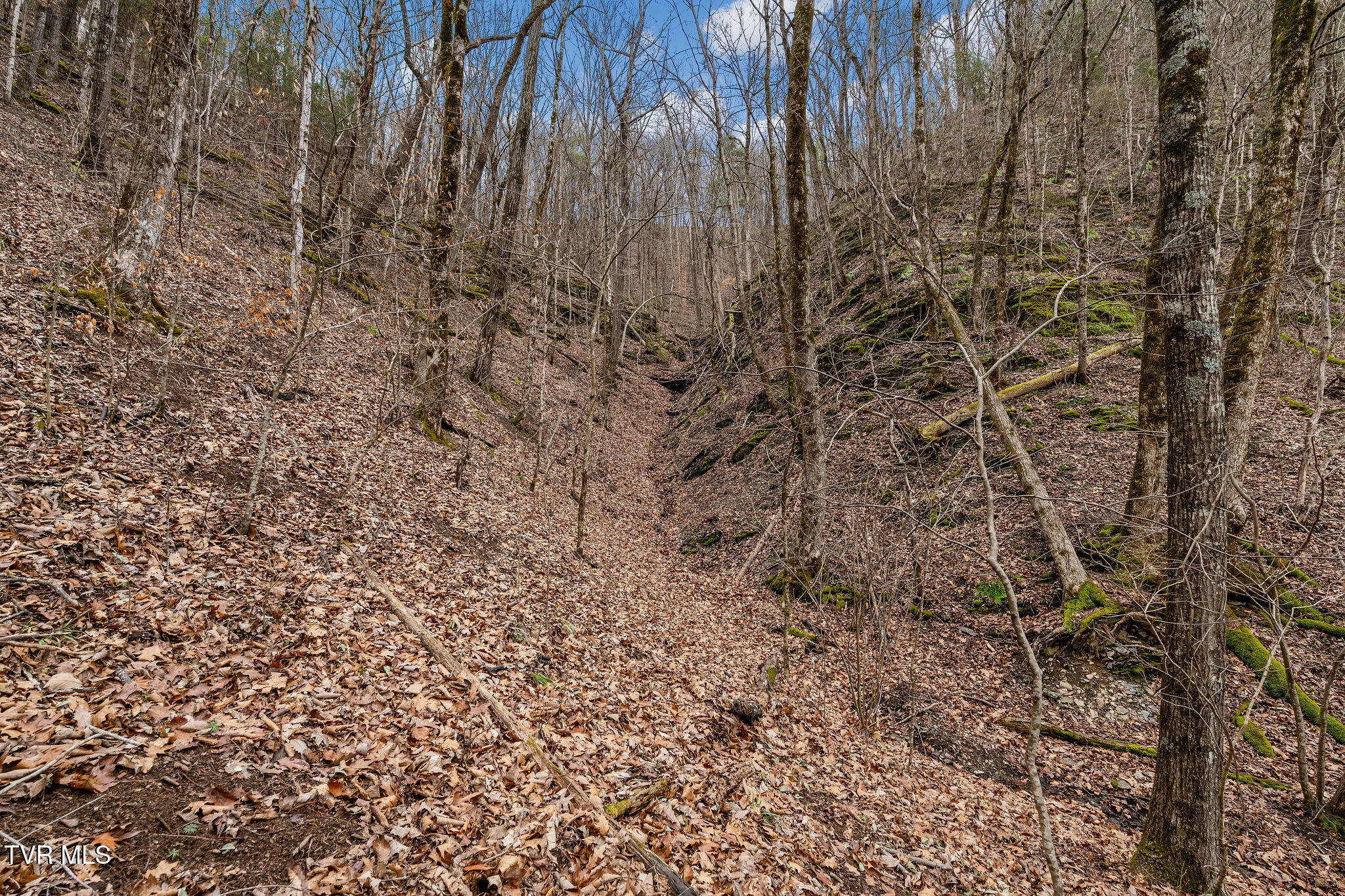 Tbd Piney Flats Road Watauga, TN 37694 - Photo 60 of 60 DSC07420