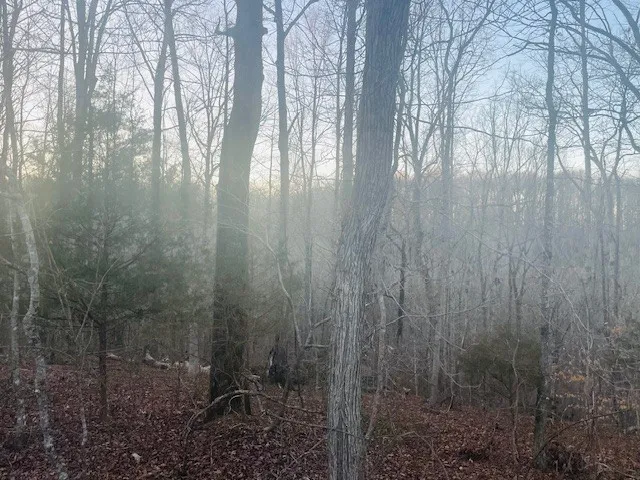 a view of backyard with green space