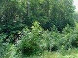 638 Myrick Branch Road Pulaski, TN 38478 - Photo 6 of 16 Gallery Image 6