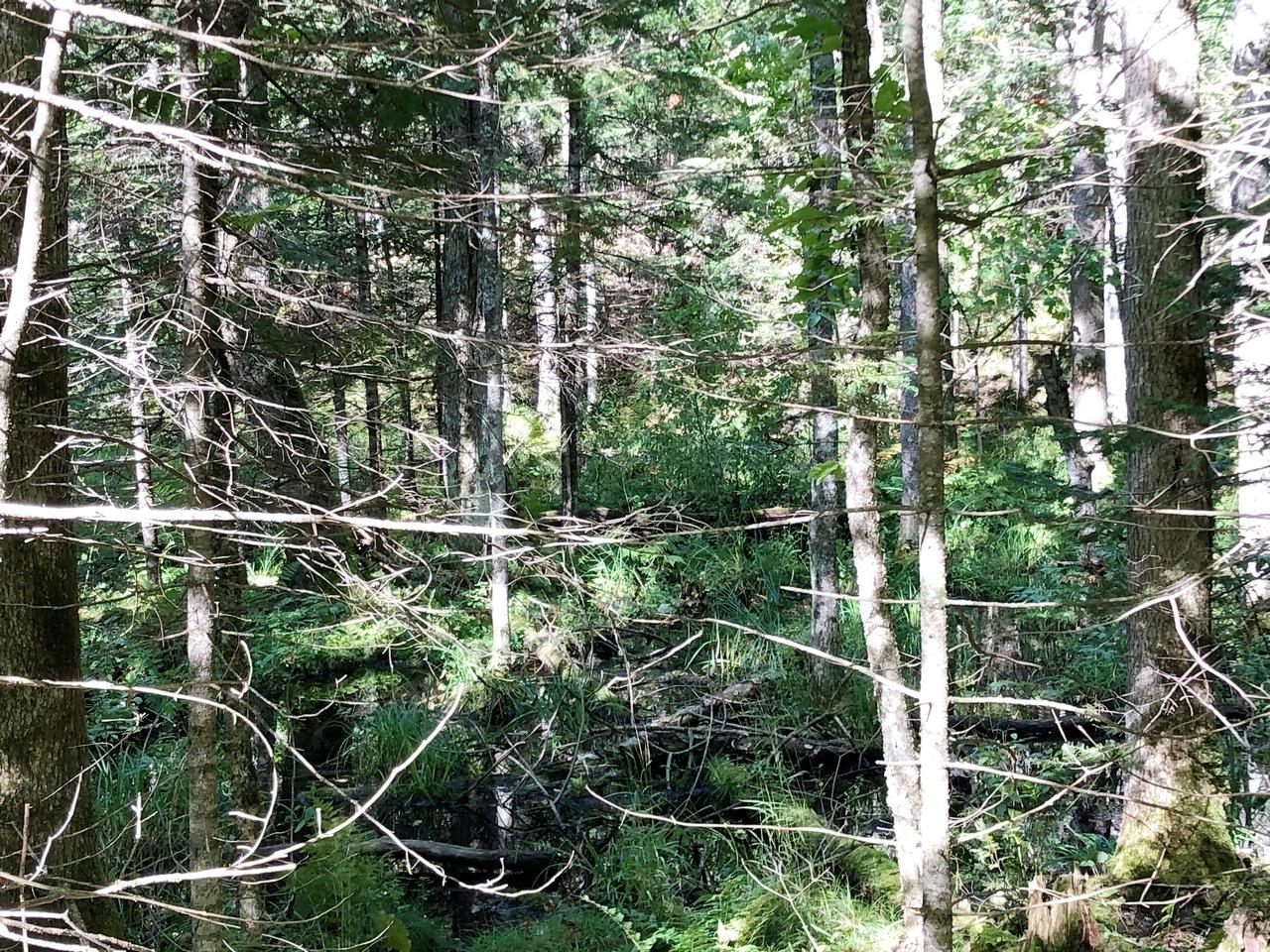 On East Bay Road Presque Isle, WI 54557 - Photo 29 of 34 Gallery Image 29