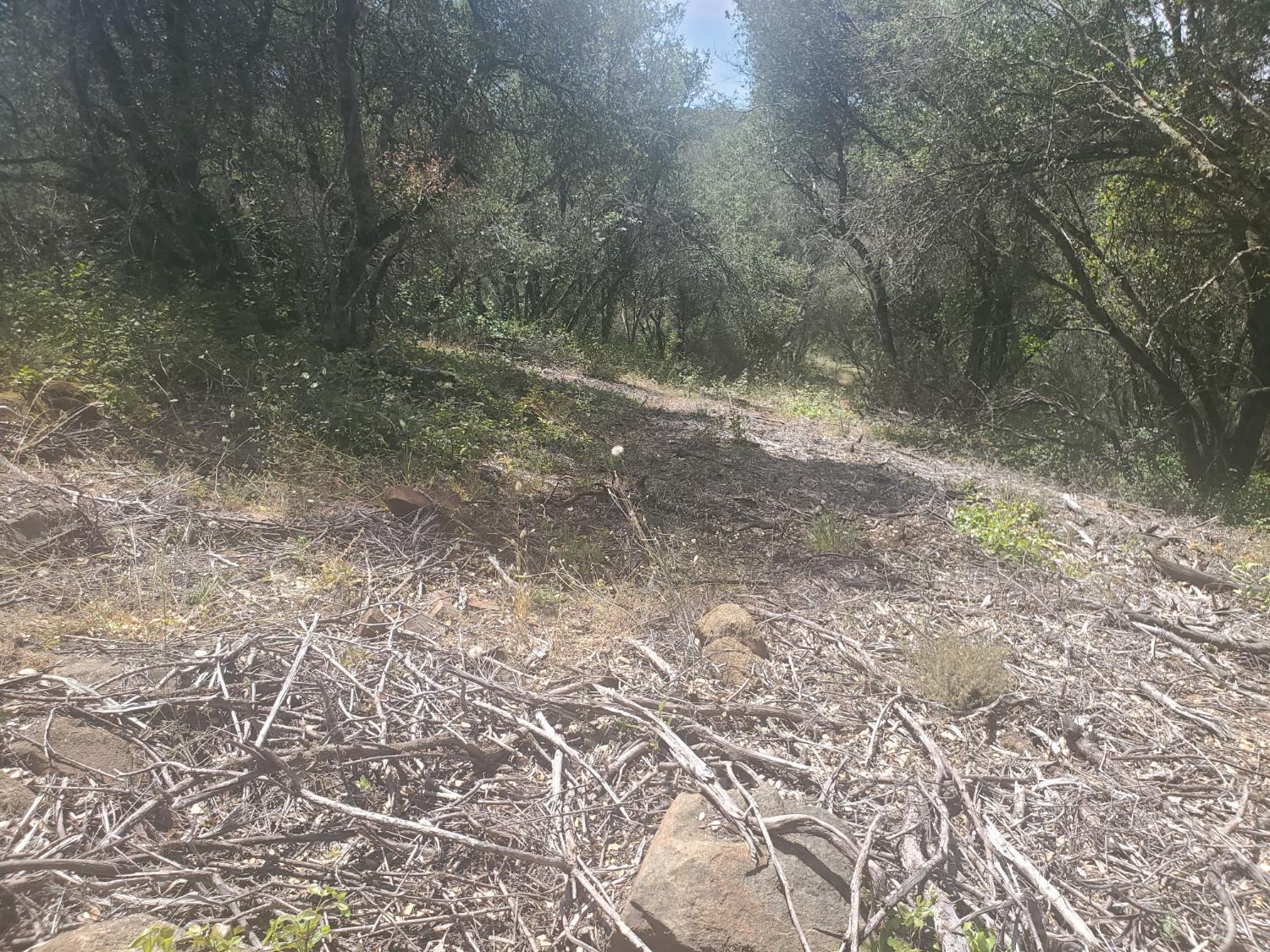 1190 Jurgens Road Rescue, CA 95672 - Photo 14 of 29 a view of a yard with a tree