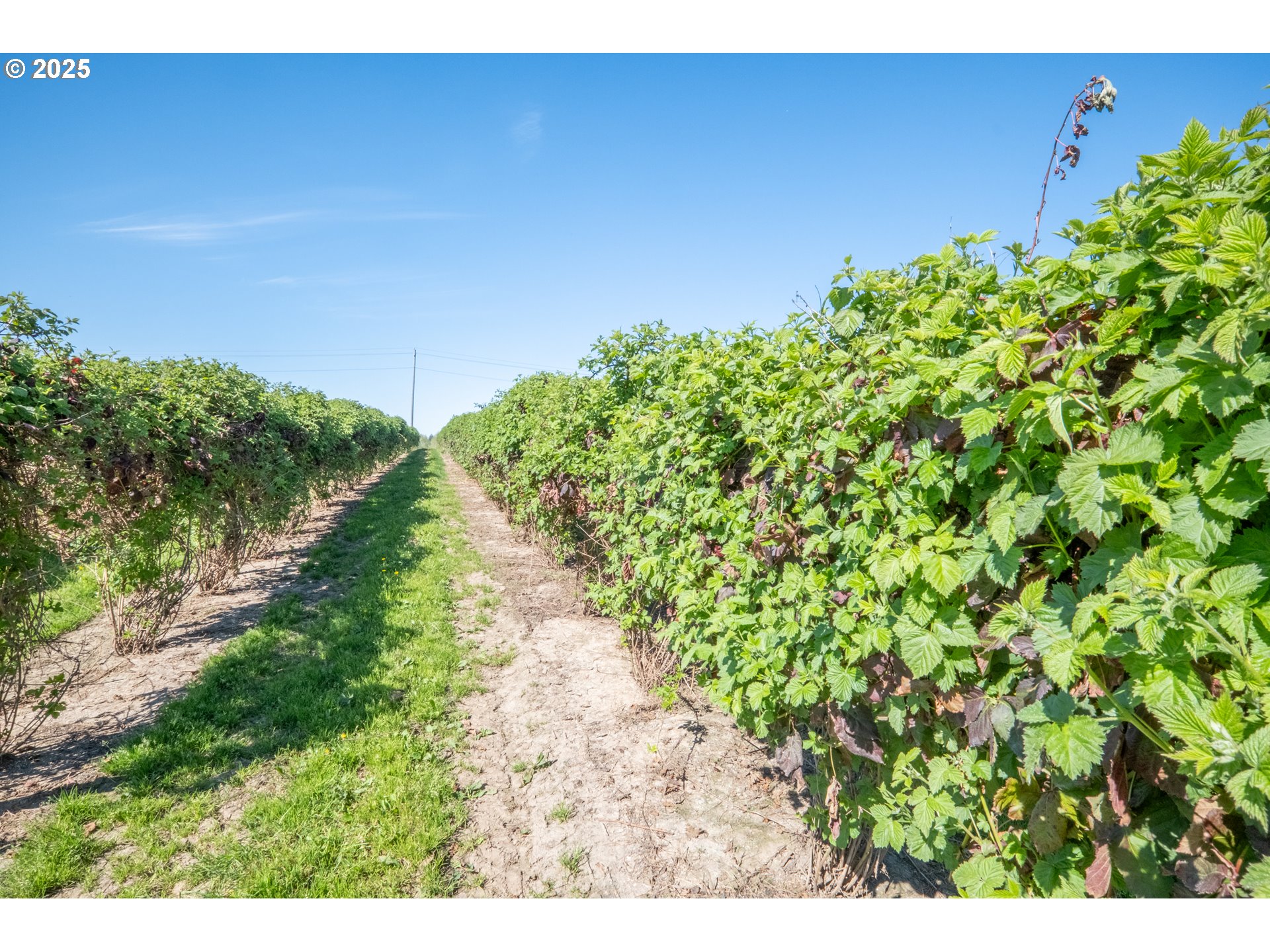 3372 Riverbend Road Salem, OR 97304 - Photo 23 of 40 a view of a yard with plants