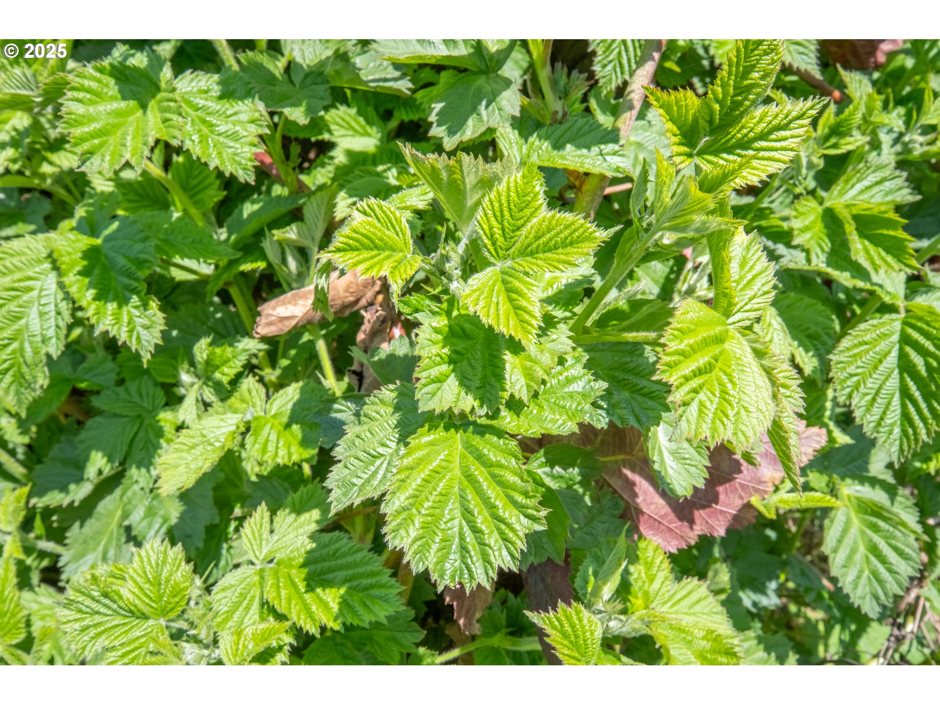 3372 Riverbend Road Salem, OR 97304 - Photo 26 of 40 a backyard of a house with lots of green space