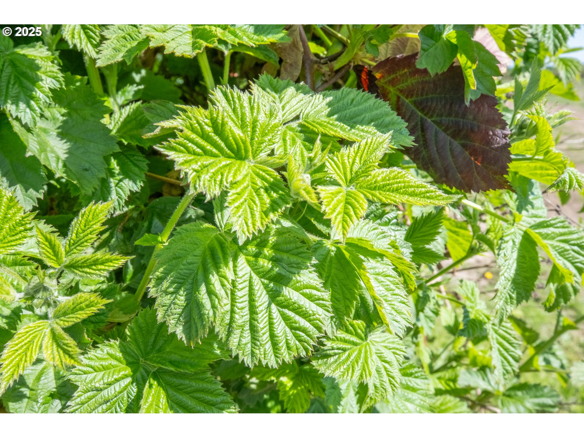3372 Riverbend Road Salem, OR 97304 - Photo 27 of 40 a view of a garden