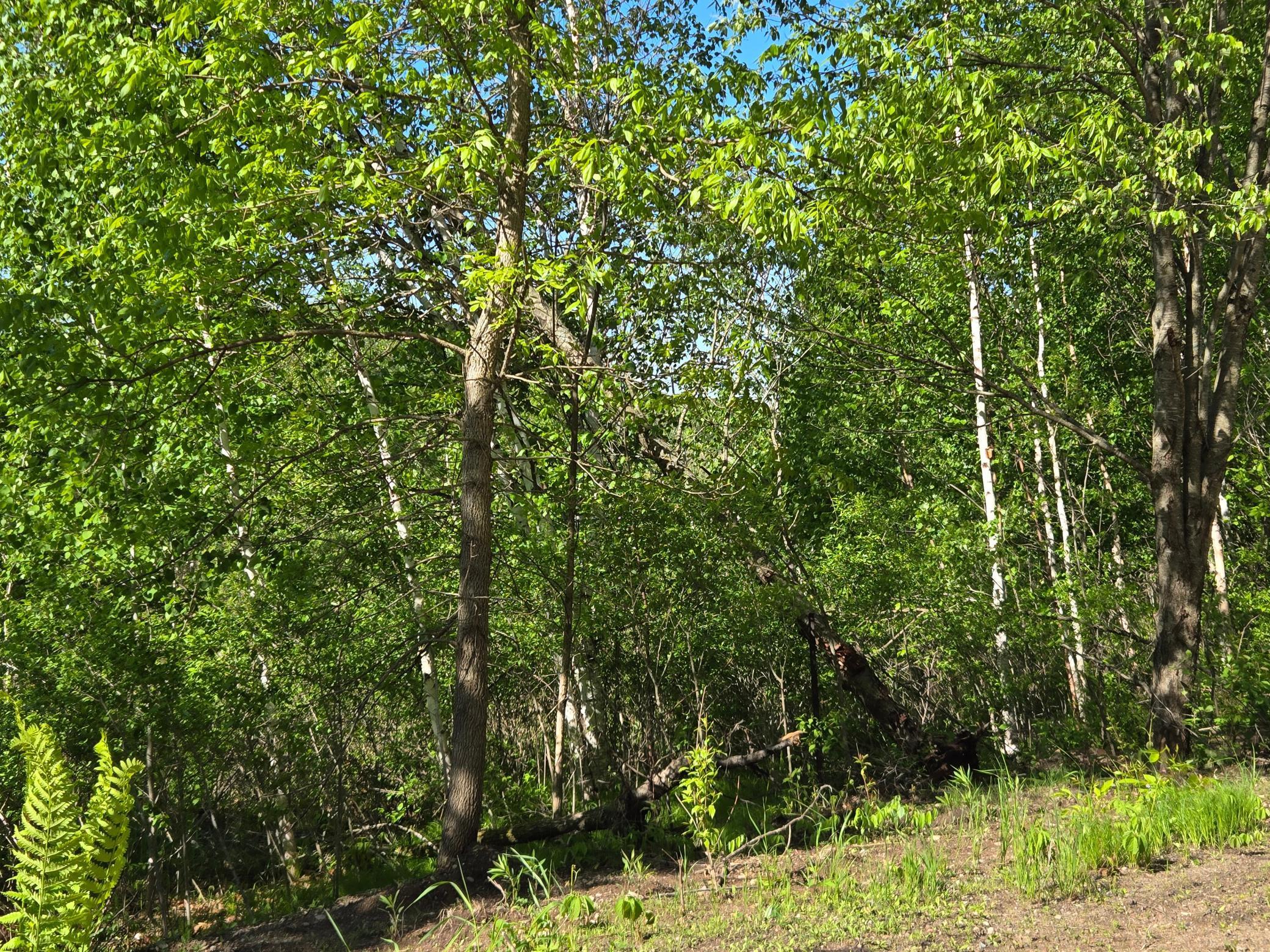 Tbd 360th Street Onamia, MN 56359 - Photo 7 of 7