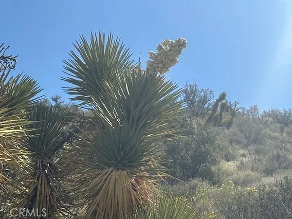 a view of a palm tree in a yard