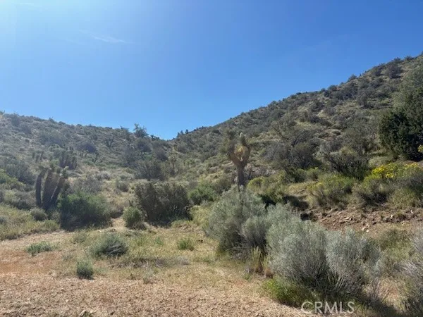 a view of a dry yard