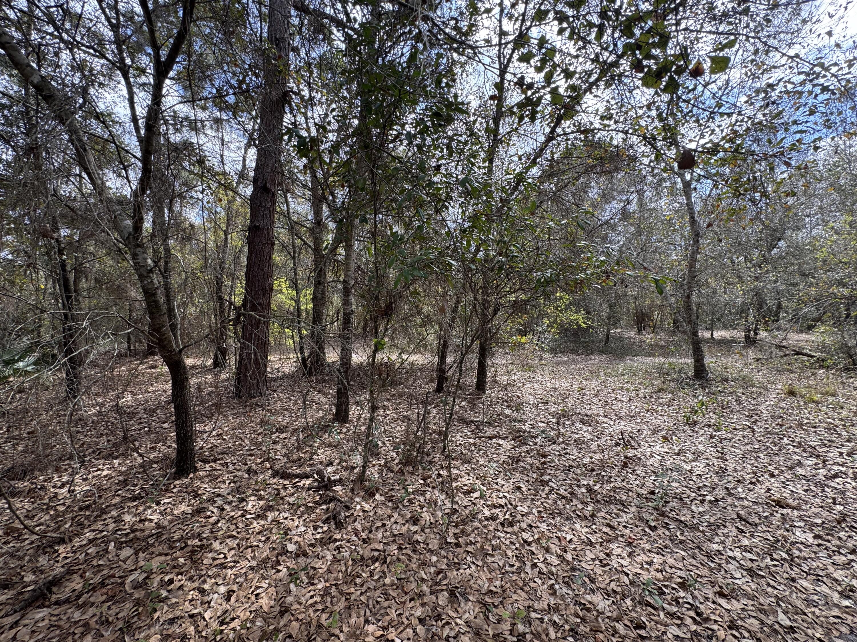 0 1st Street Kenansville, FL 34739 - Photo 3 of 4 a view of a forest filled with trees