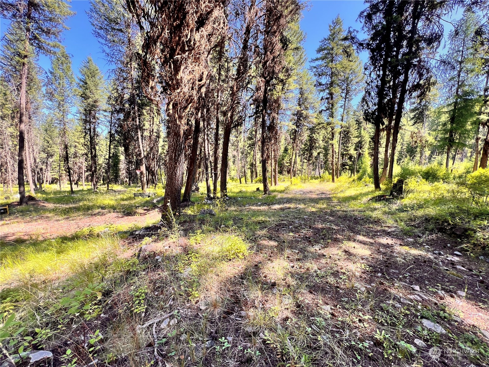 40 Excelsior Way Curlew, WA 99118 - Photo 4 of 20 a view of yard with green space