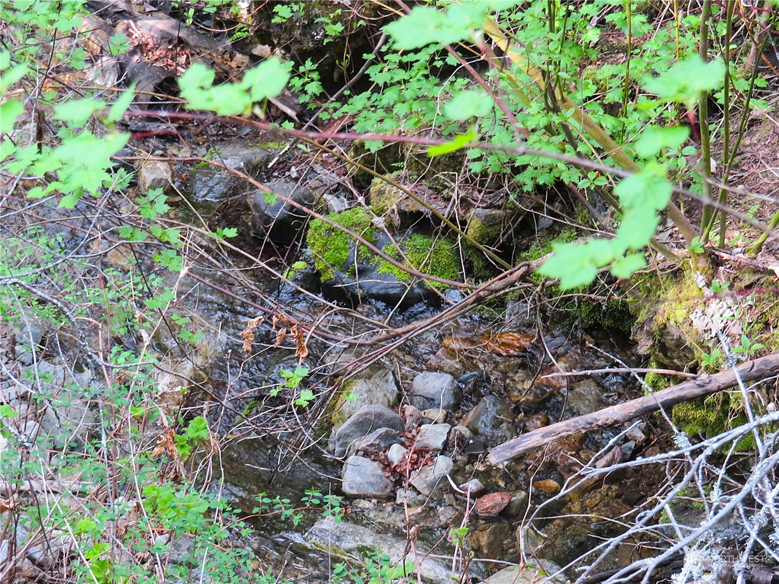 40 Excelsior Way Curlew, WA 99118 - Photo 5 of 20 a backyard of a house with lots of green space