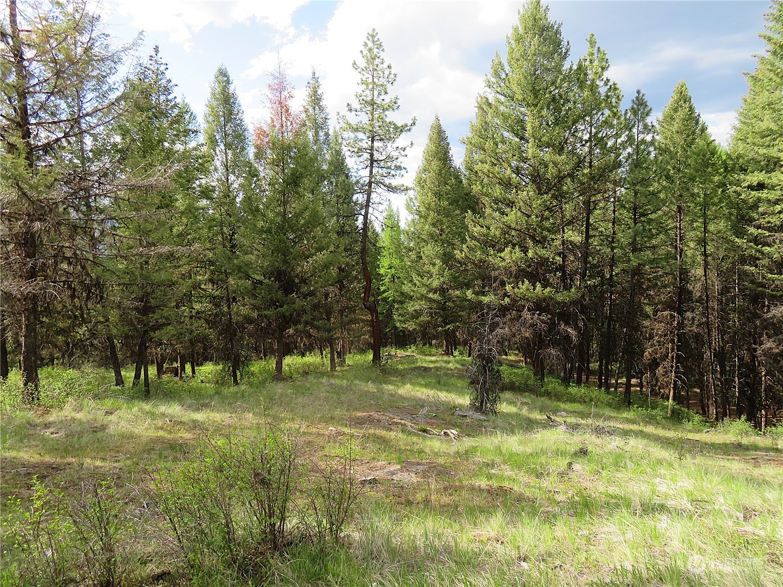 40 Excelsior Way Curlew, WA 99118 - Photo 7 of 20 a backyard of a house with lots of green space