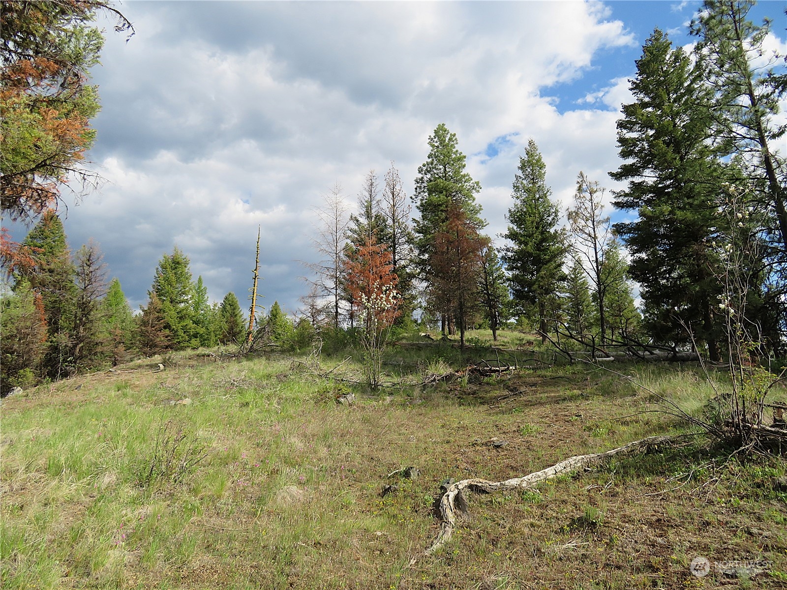 40 Excelsior Way Curlew, WA 99118 - Photo 8 of 20 a view of a yard with trees in the background
