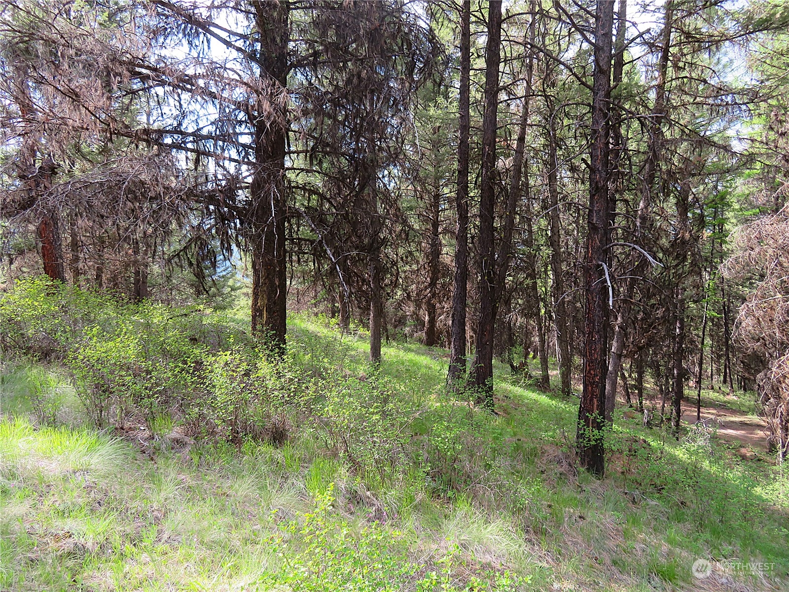 40 Excelsior Way Curlew, WA 99118 - Photo 9 of 20 a big yard with lots of green space and trees