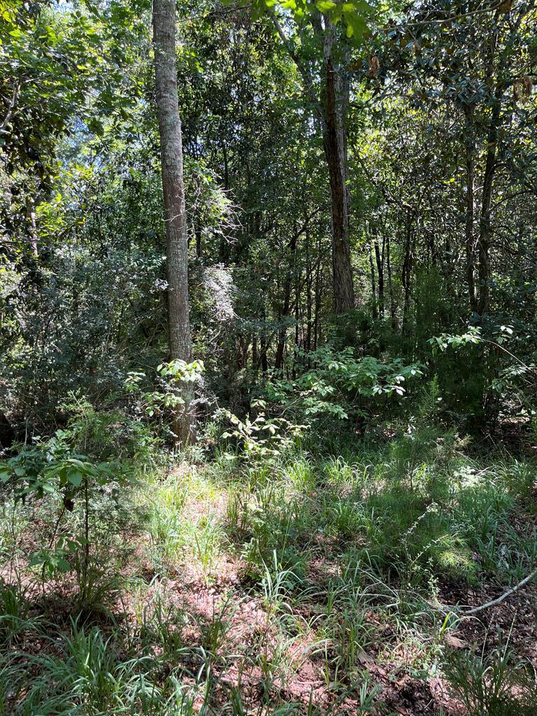 0 State Line Road Cottonwood, AL 36320 - Photo 11 of 12