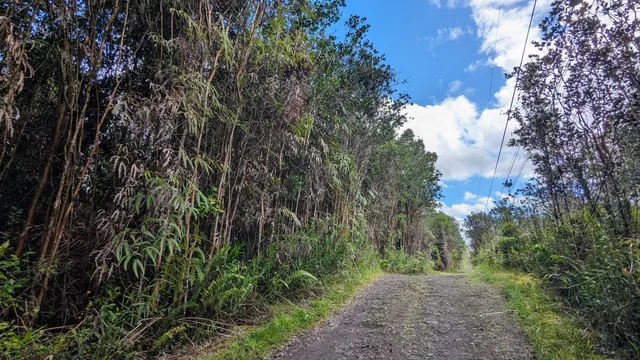 a view of a yard with plants and trees