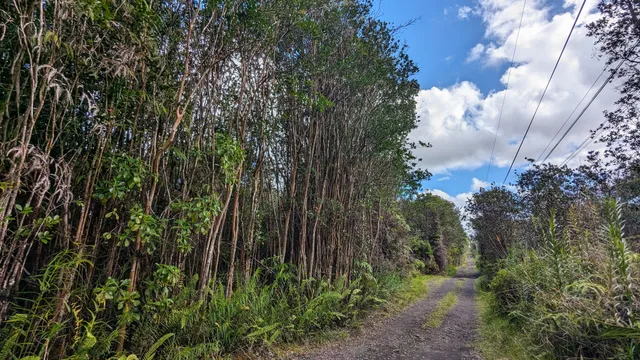 a view of a yard with plants and trees