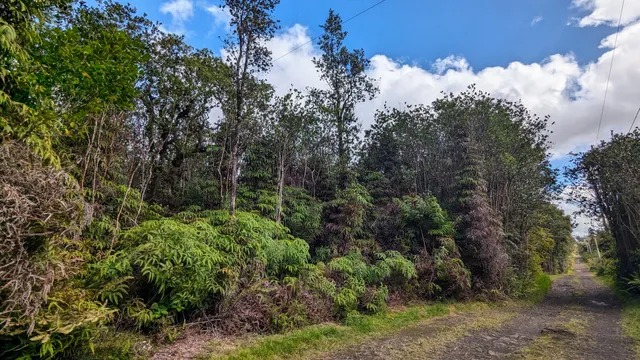 a view of a bunch of trees