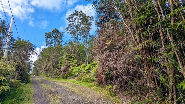 a view of a plants with a tree