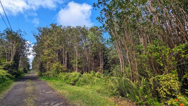 a view of a yard with large trees