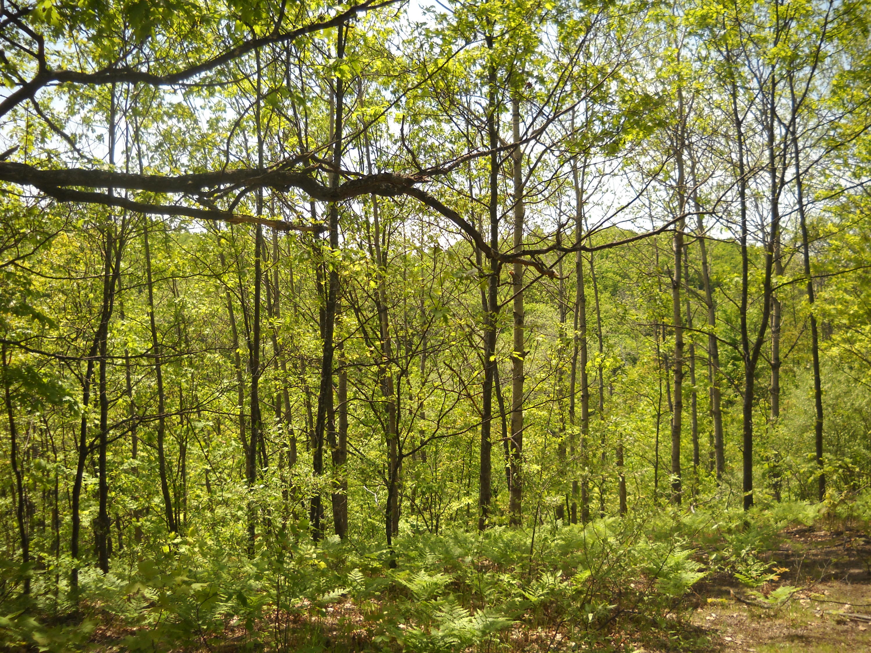 0 Gamble Road Atlanta, MI 49709 - Photo 5 of 9 Gallery Image 5