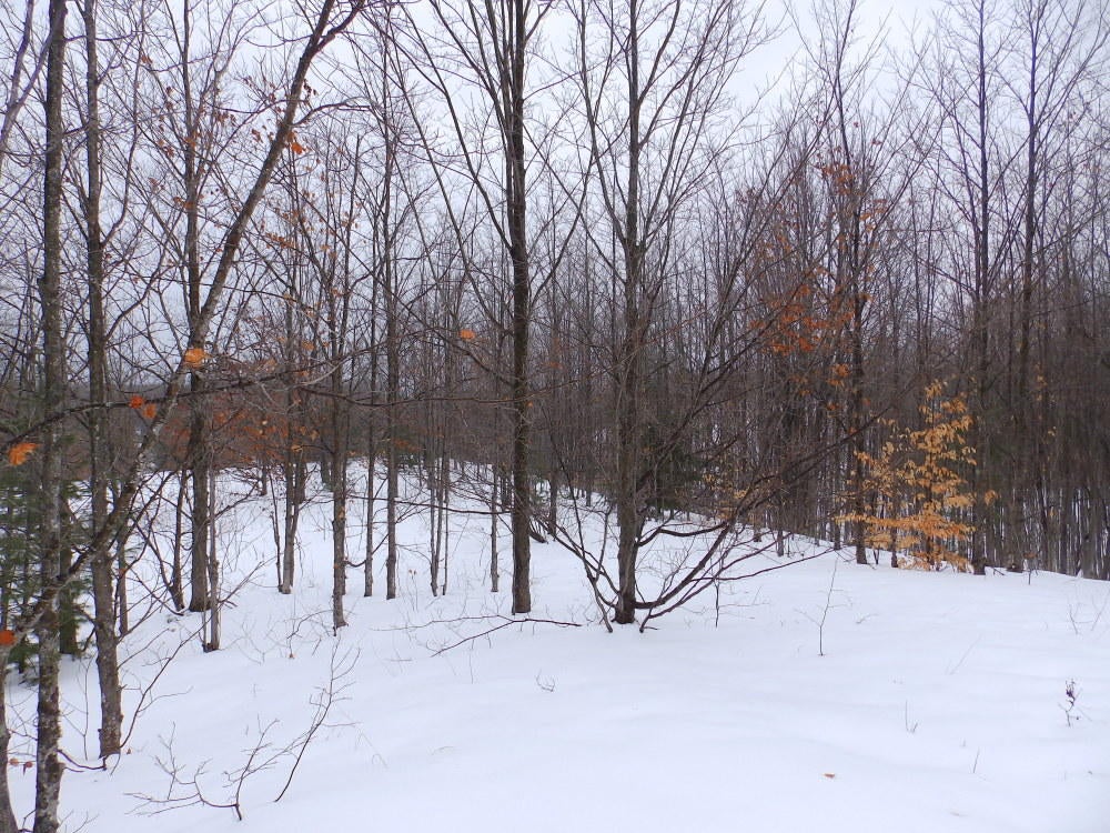 Keil Road Mancelona, MI 49659 - Photo 29 of 48 Gallery Image 29
