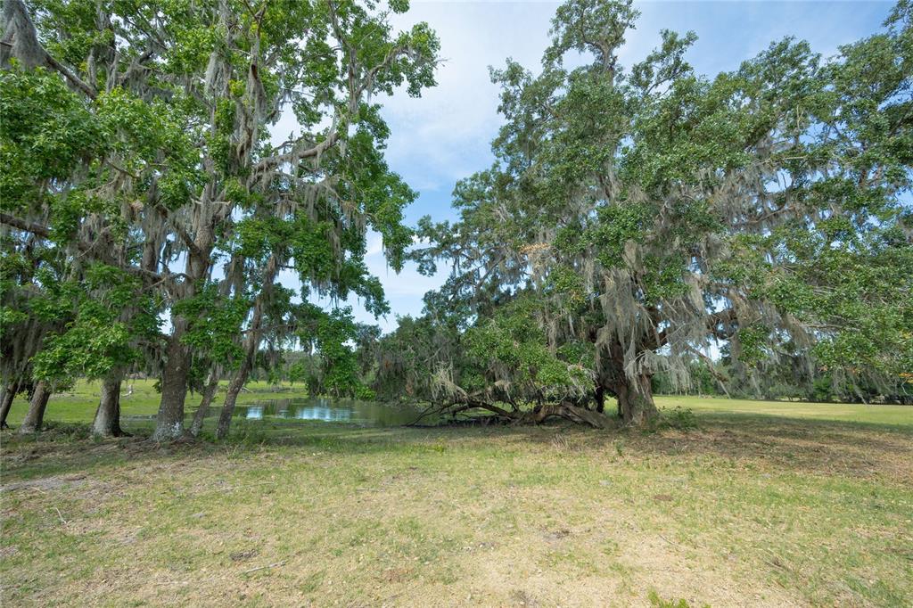 772b Webster Webster, FL 33597 - Photo 18 of 44 a view of backyard with green space