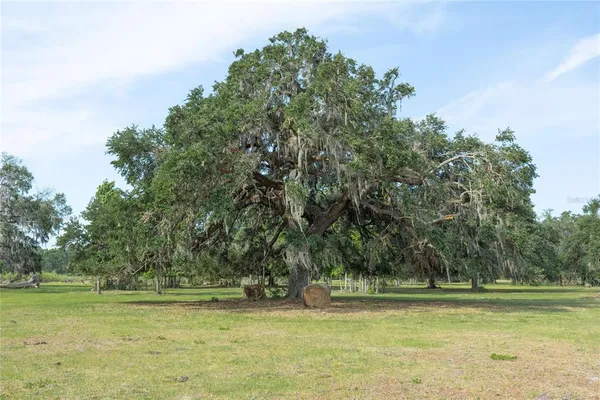 a view of a green yard