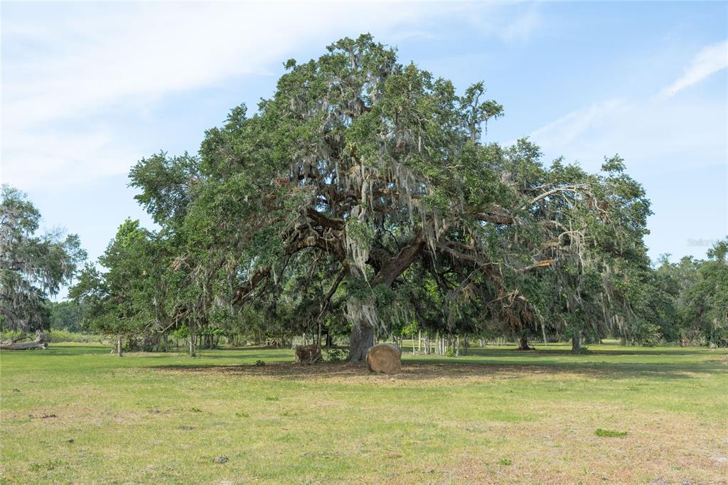772b Webster Webster, FL 33597 - Photo 23 of 44 a view of a green yard