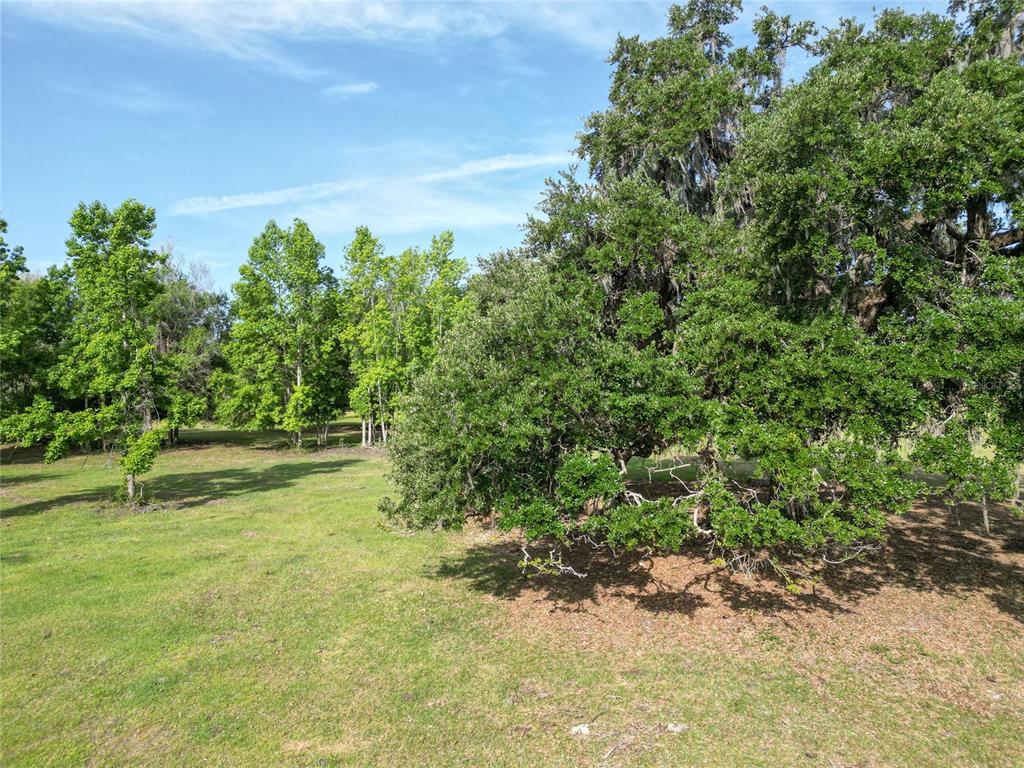772b Webster Webster, FL 33597 - Photo 32 of 44 a view of a yard with a tree