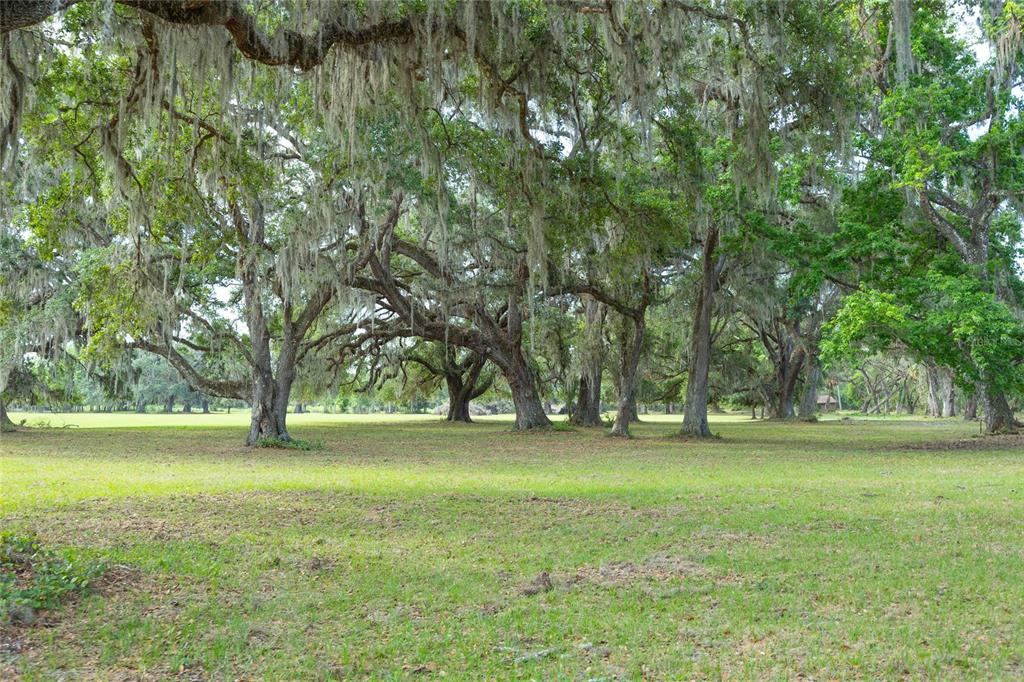 772b Webster Webster, FL 33597 - Photo 6 of 44 a view of a field with trees in the background
