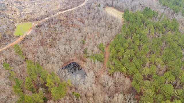 a close up of a plant in a garden