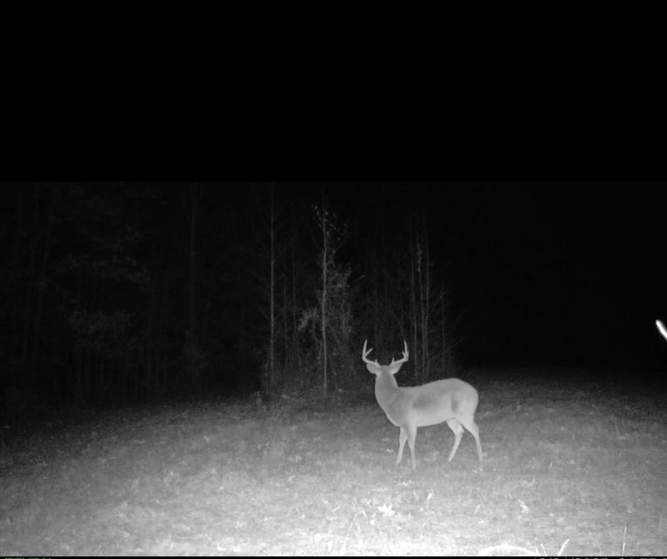 10970 Peavine Road Pocahontas, TN 38061 - Photo 13 of 26