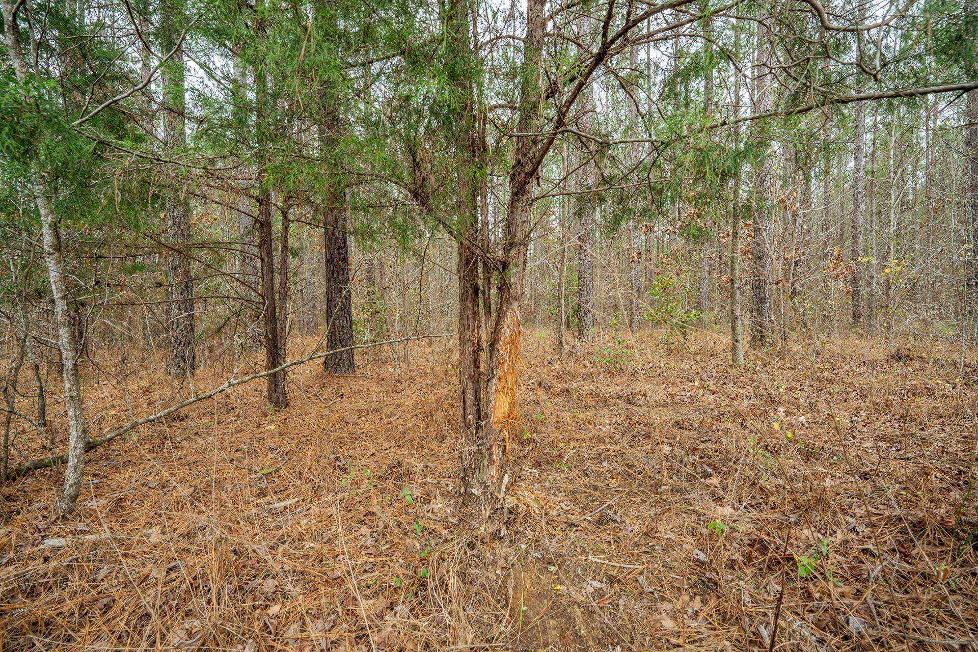 10970 Peavine Road Pocahontas, TN 38061 - Photo 20 of 26