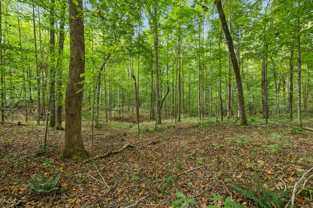 a view of outdoor space and green space